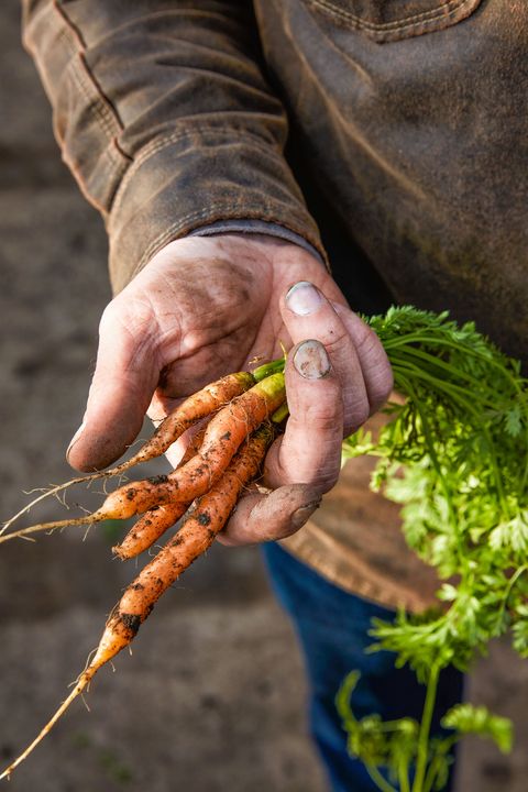 Carrot, Root vegetable, Hand, Vegetable, Plant, Soil, Finger, Baby carrot, Parsnip, Local food, 