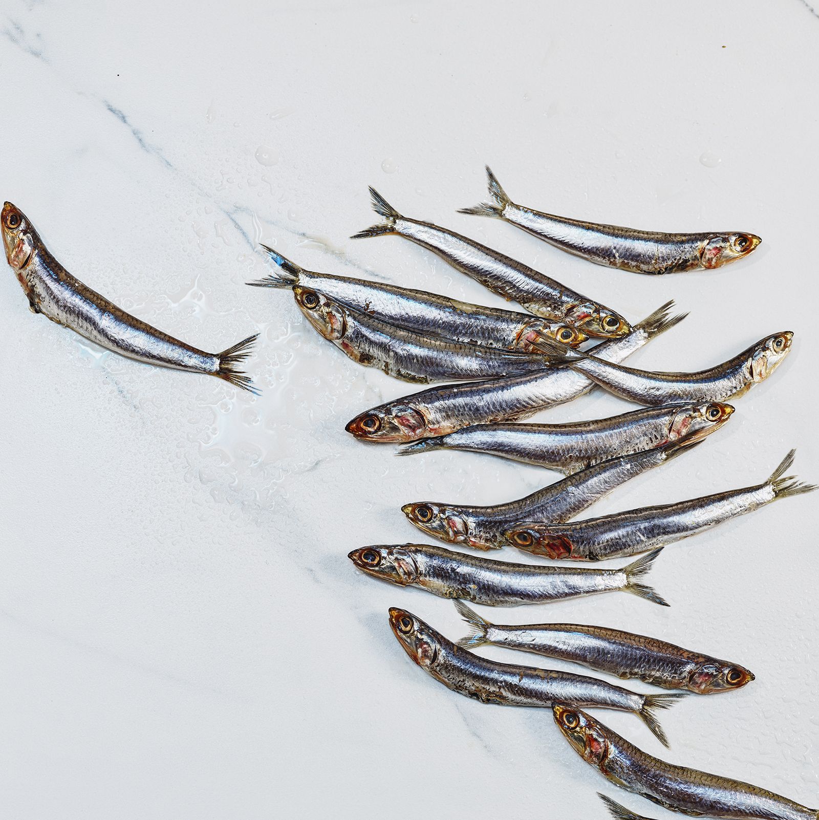 live anchovies