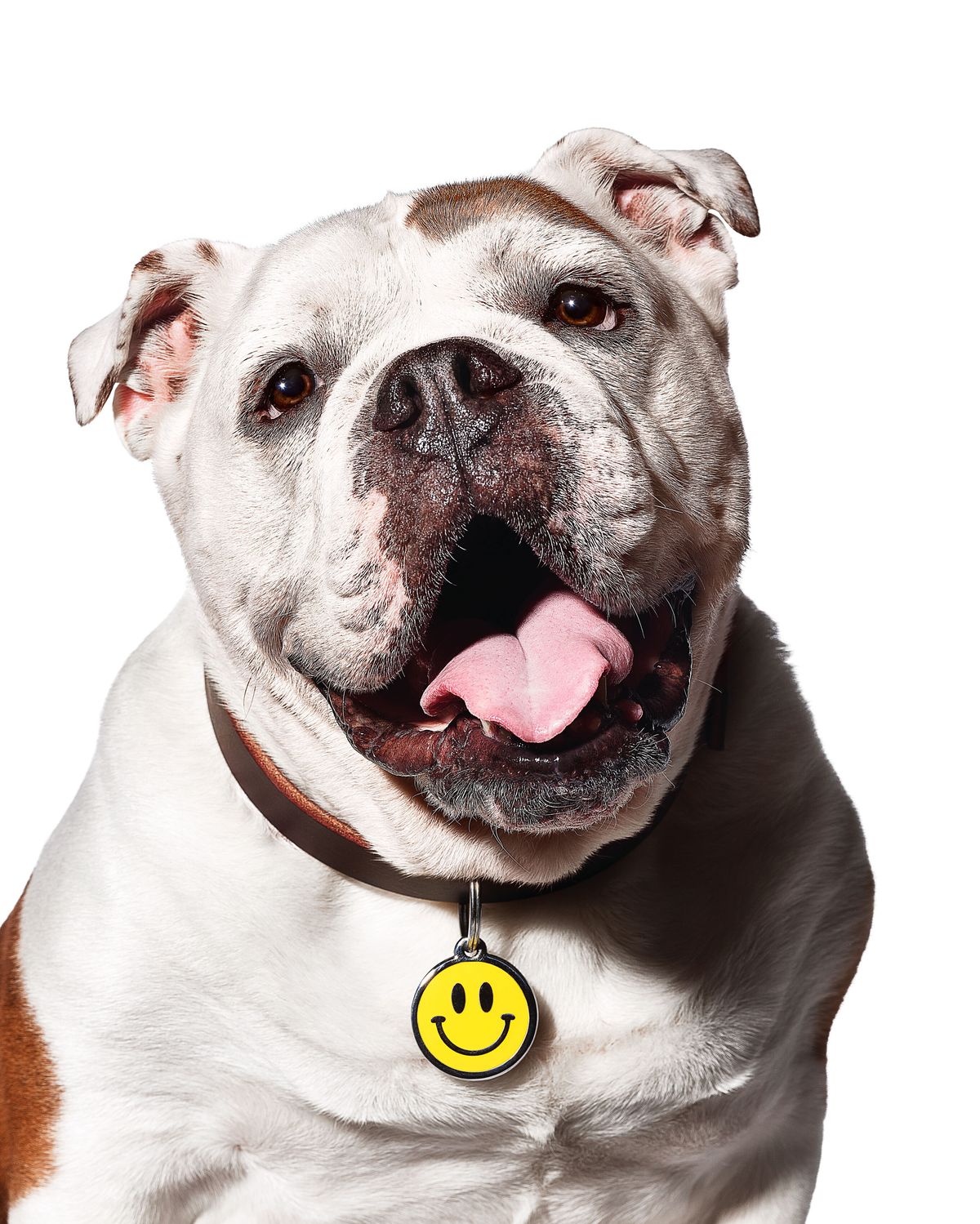 close up of cute dog with smiley face dog tag
