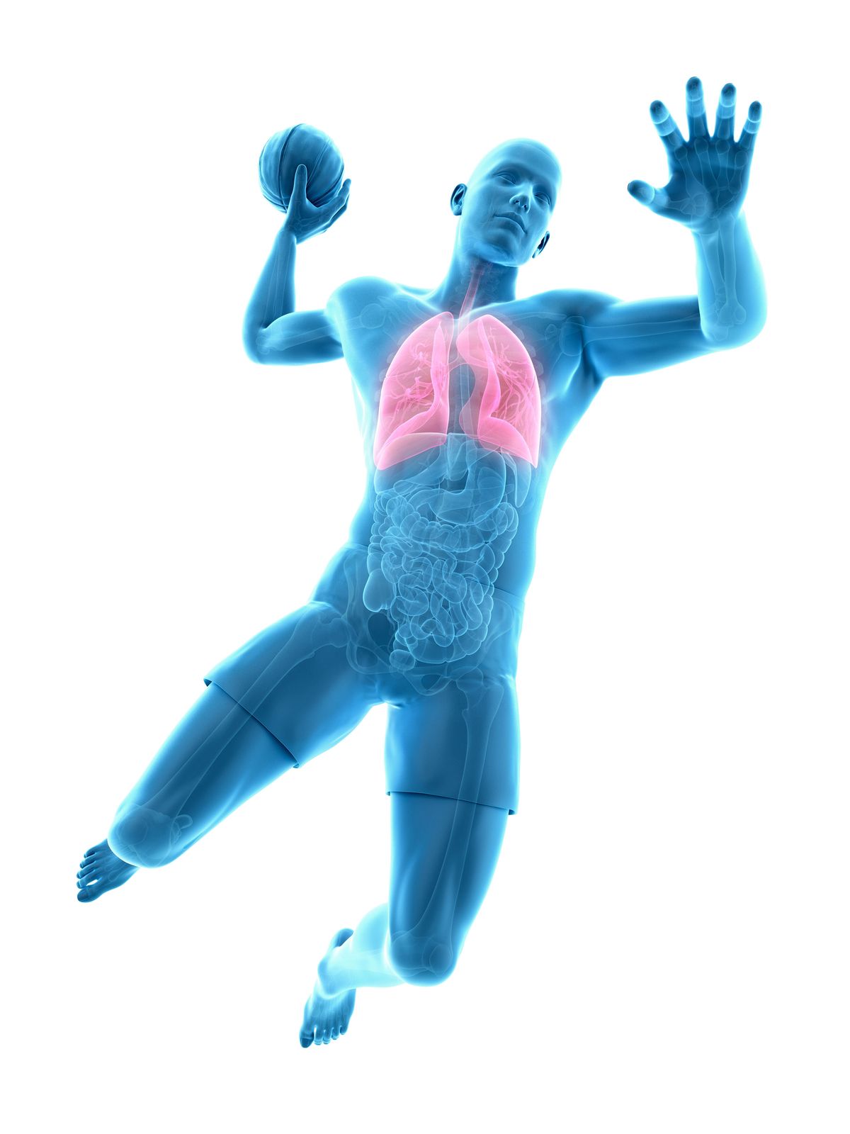 anatomical illustration of lungs in man playing basketball