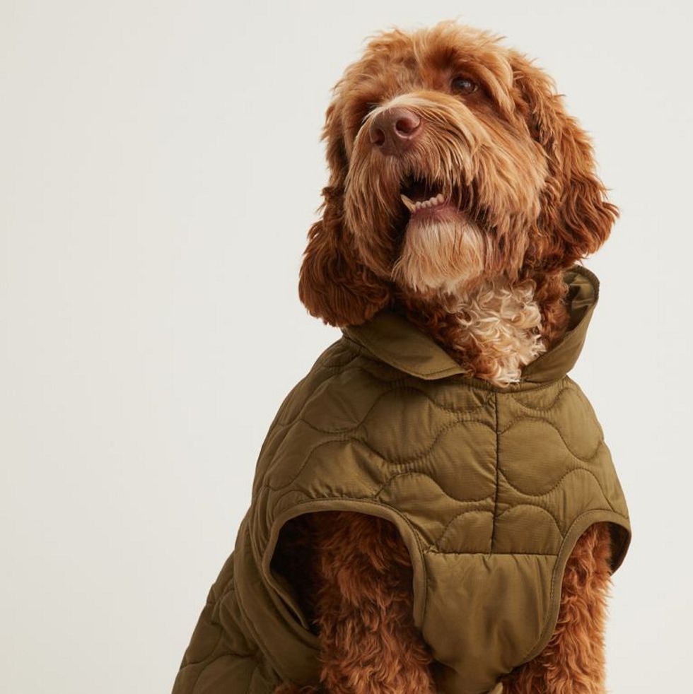 Ropa para perros de firmas de moda más
