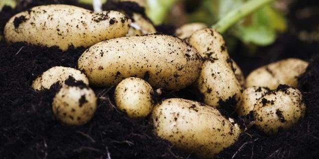 Hoe aardappelen je kunnen helpen afvallen