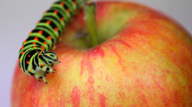worm-wormen-appel-fruit