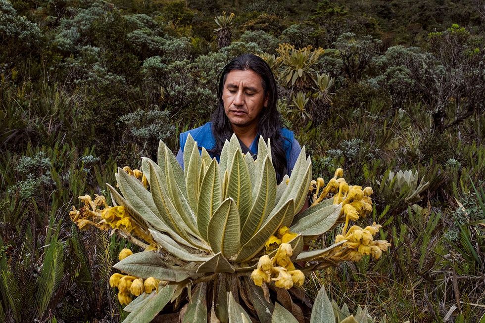 Fanor Mulcu een inheemse Paezleider in het zuiden van Colombia zit peinzend bij een plant Espeletia hartwegiana die groeit in het Hoogland van Bolivia Veel dieren plantensoorten op de hoogvlakte worden bedreigd door landbouw en de winning van delfstoffen