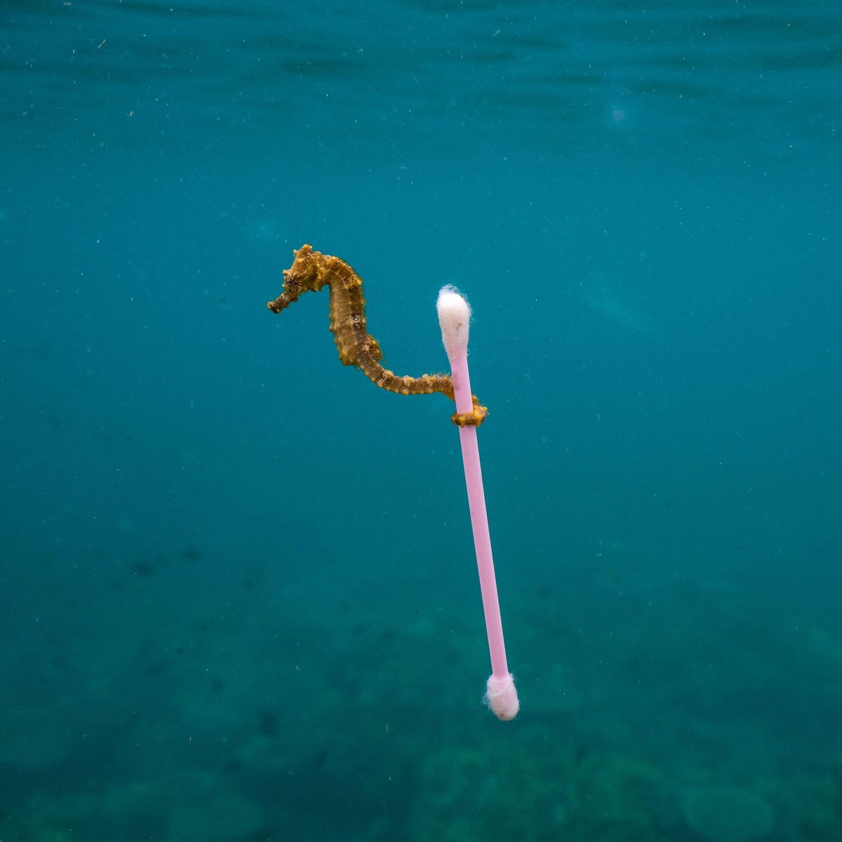 Een klein zeepaardje Hippocampus kuda drijft rond in het vervuilde water bij Sumbawa Besar op het eiland Soembawa in Indonesi