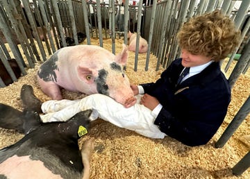 charlie garrett, napa county, st helena, future farmers of america, hog show