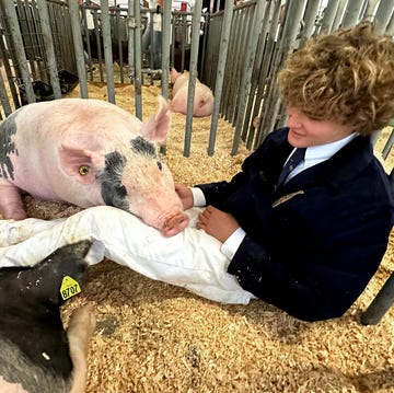charlie garrett, napa county, st helena, future farmers of america, hog show charlie garrett, napa county, st helena, future farmers of america, hog show