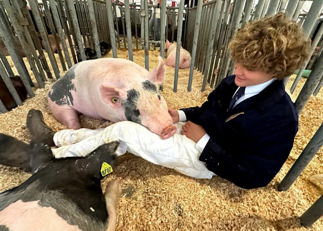 charlie garrett, napa county, st helena, future farmers of america, hog show