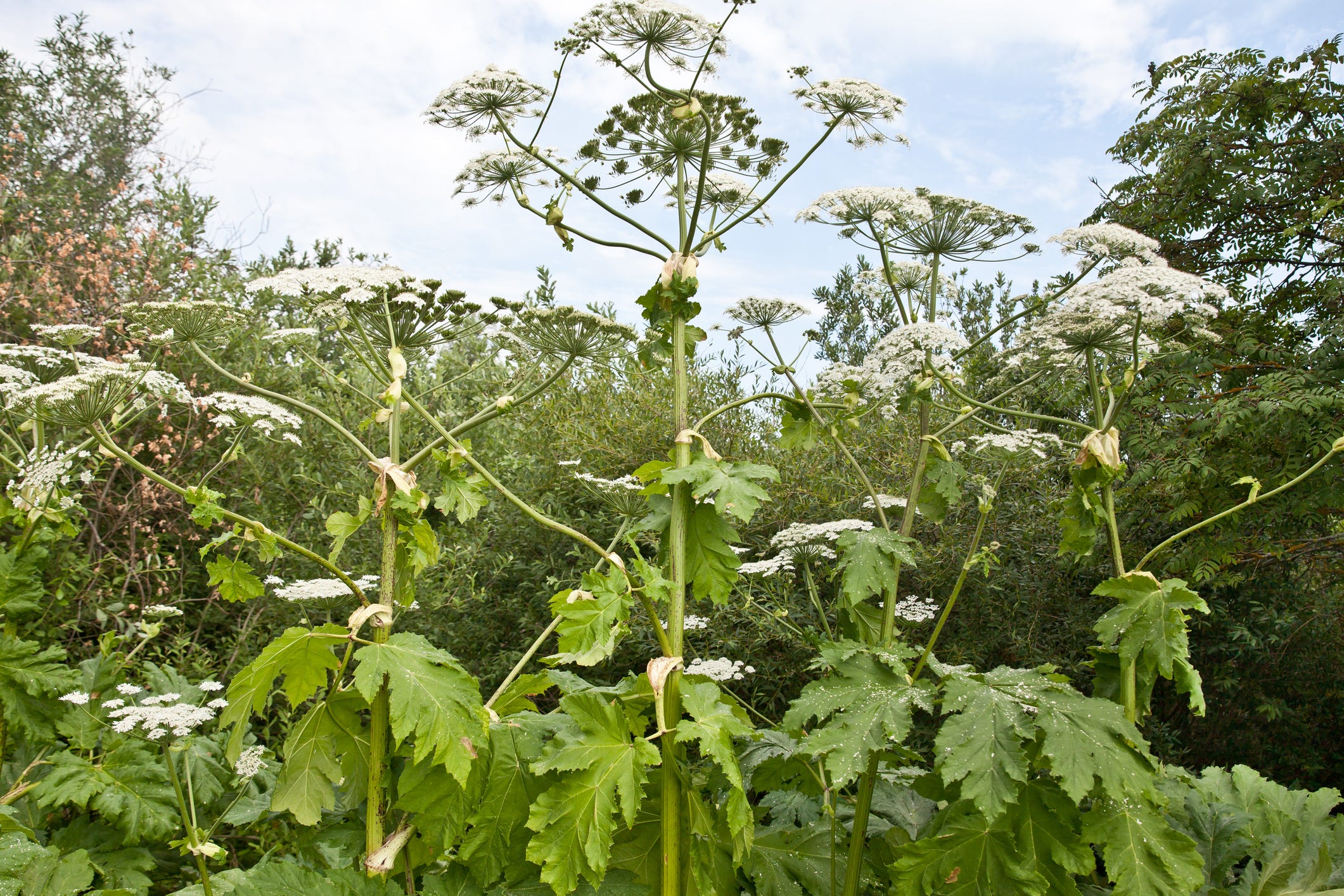 Beware Giant Hogweed! How Not to Get Burned by This Dangerous Plant