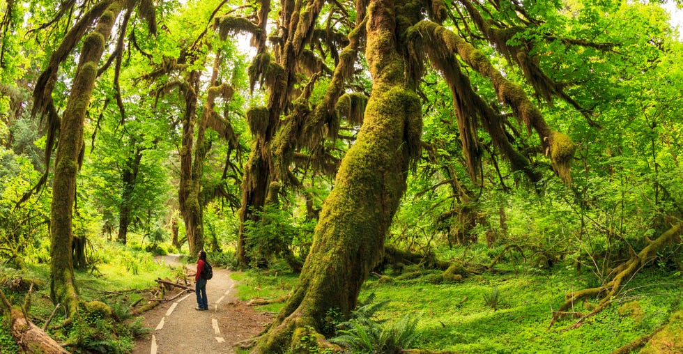 hoh rainforest