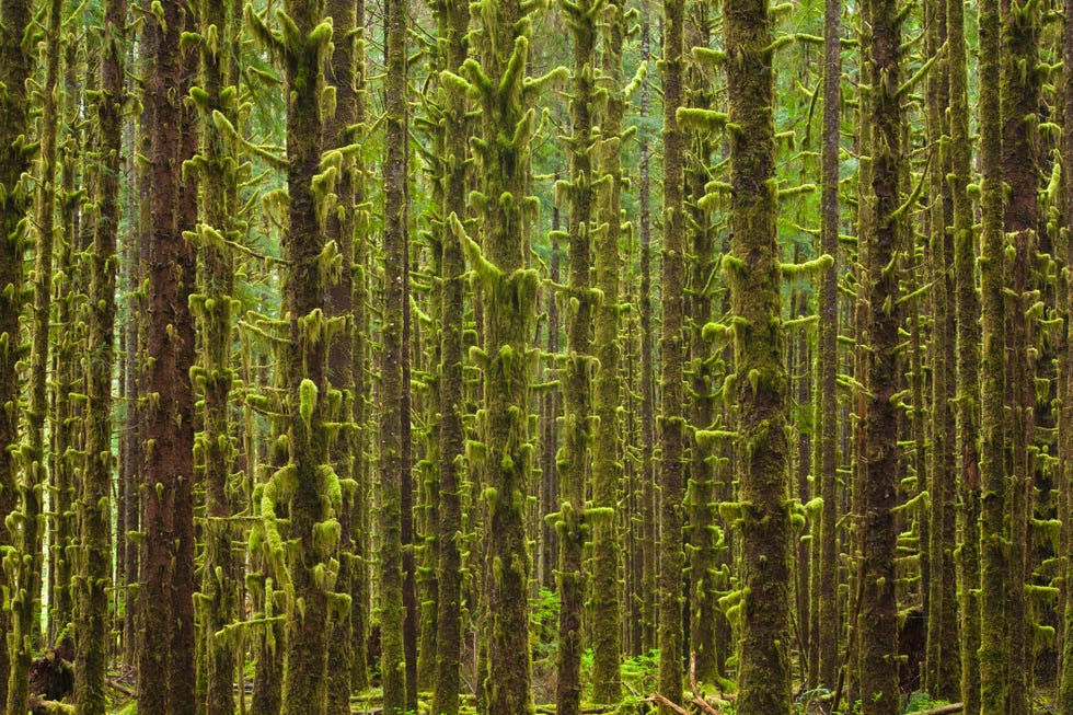 hoh rainforest, washington