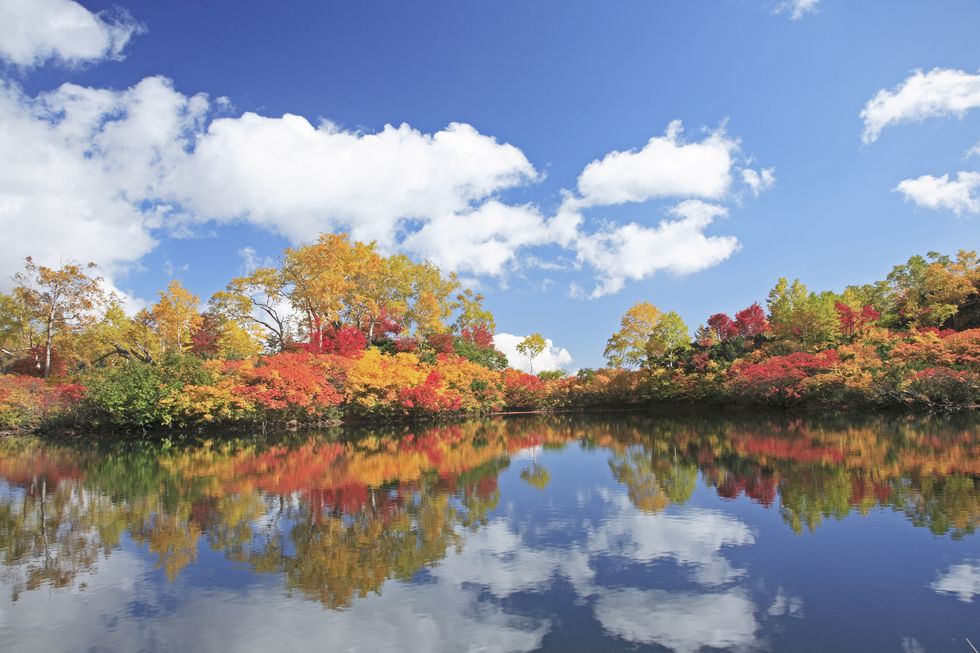 Japan, Hokkaido, Daisetsuzan National Park, Reflection of trees in water