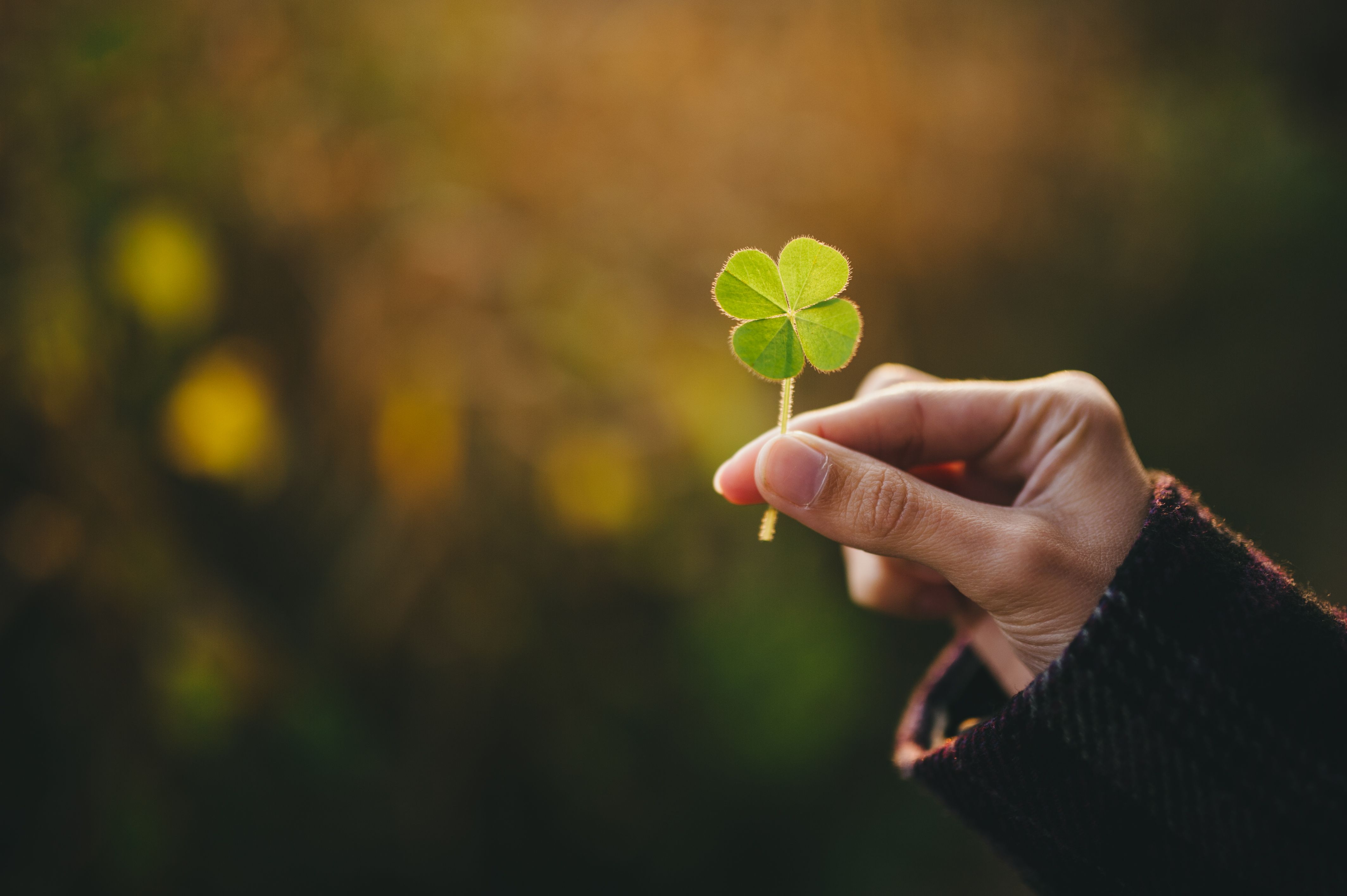 Facts About Four-Leaf Clovers: Why They'Re Lucky & How They Differ From  Shamrocks
