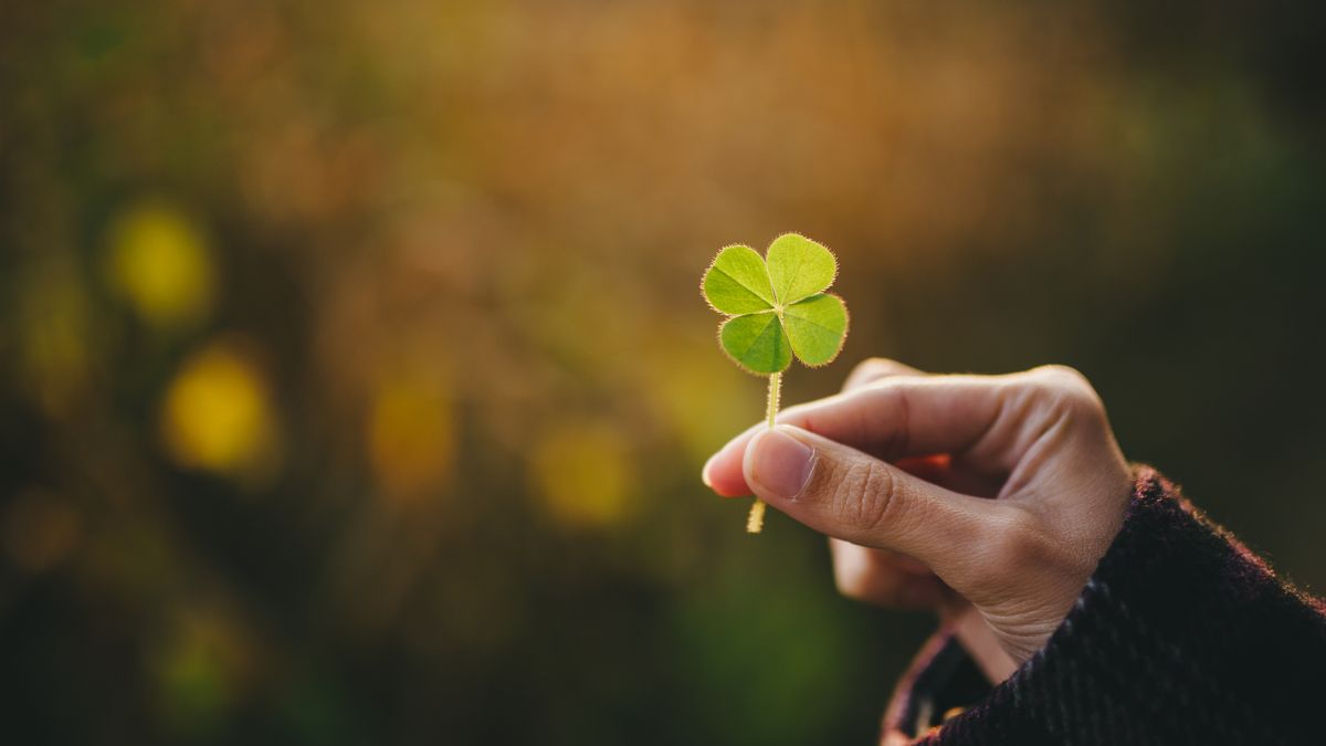 Milagroso Mojado Currículum Facts About Four-Leaf Clovers: Why They're Lucky & How They Differ From  Shamrocks