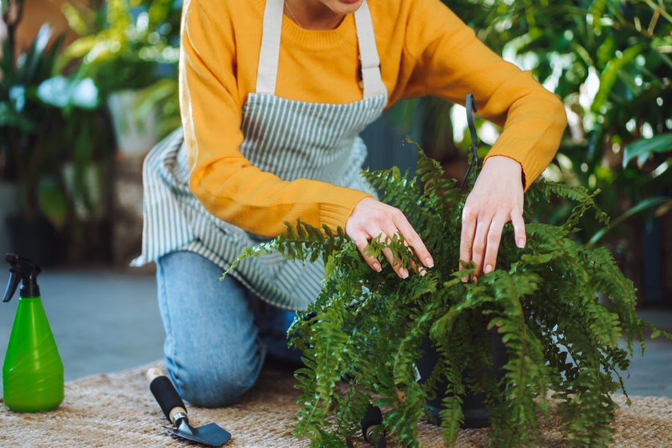 holiday care houseplants