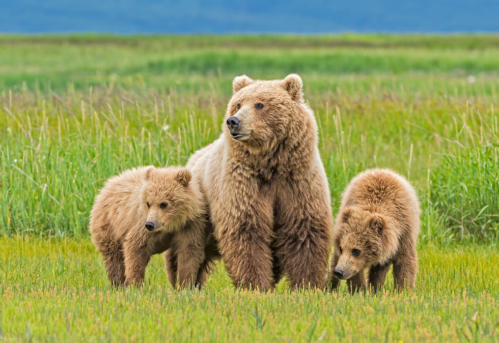 alaska peninsula brown bear, mother cub, ursus arctos, at hallo bay in katmai national park, alaska