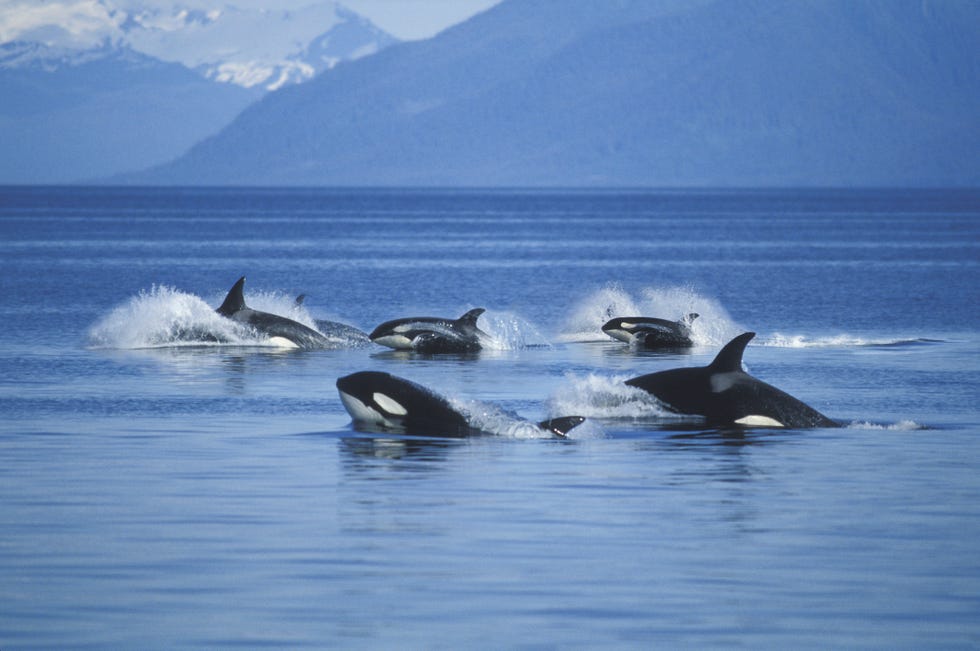 pod of killer whales in frederick sound