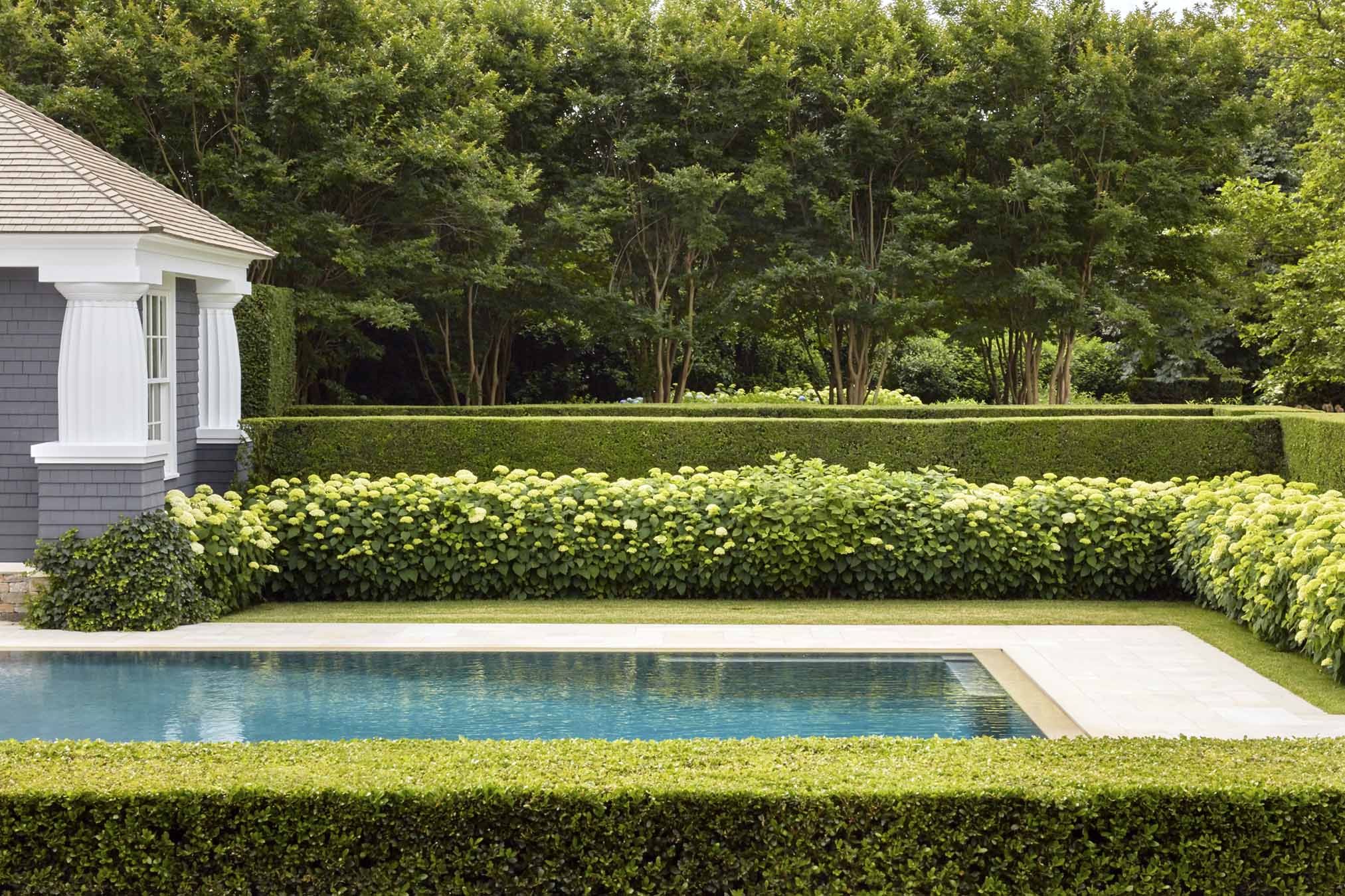 Image of Boxwood Hedge in garden