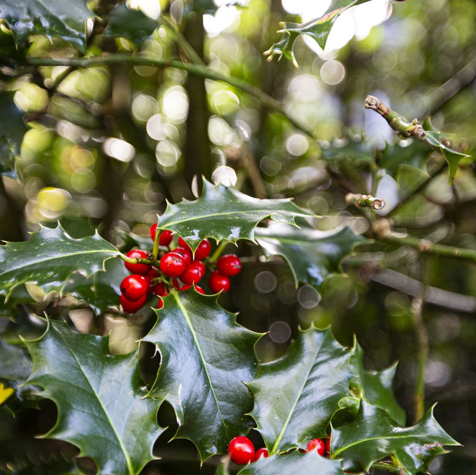 holly and berries background