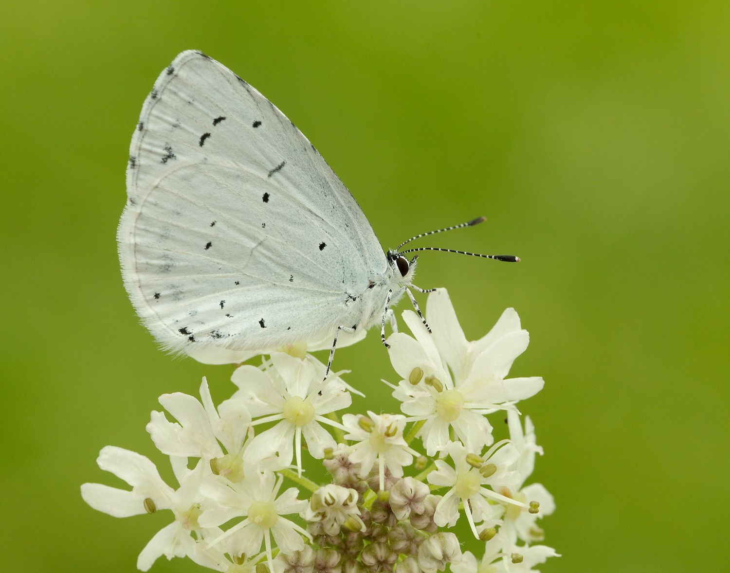 Small White  Butterfly Conservation