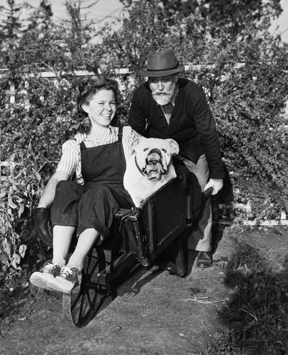 old man pushes dog shirley temple from garden