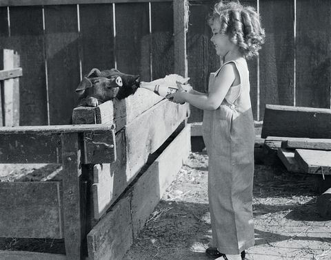 shirley temple feeding a pig