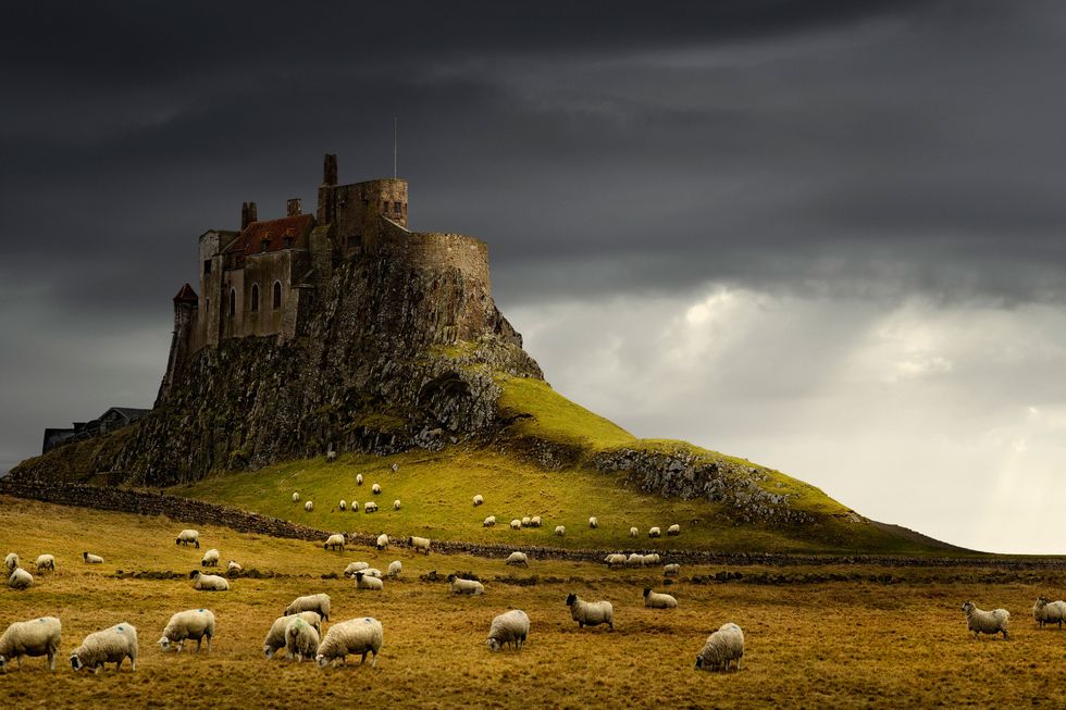 Sky, Highland, Sheep, Pasture, Sheep, Grassland, Natural landscape, Hill, Grass, Yellow, 