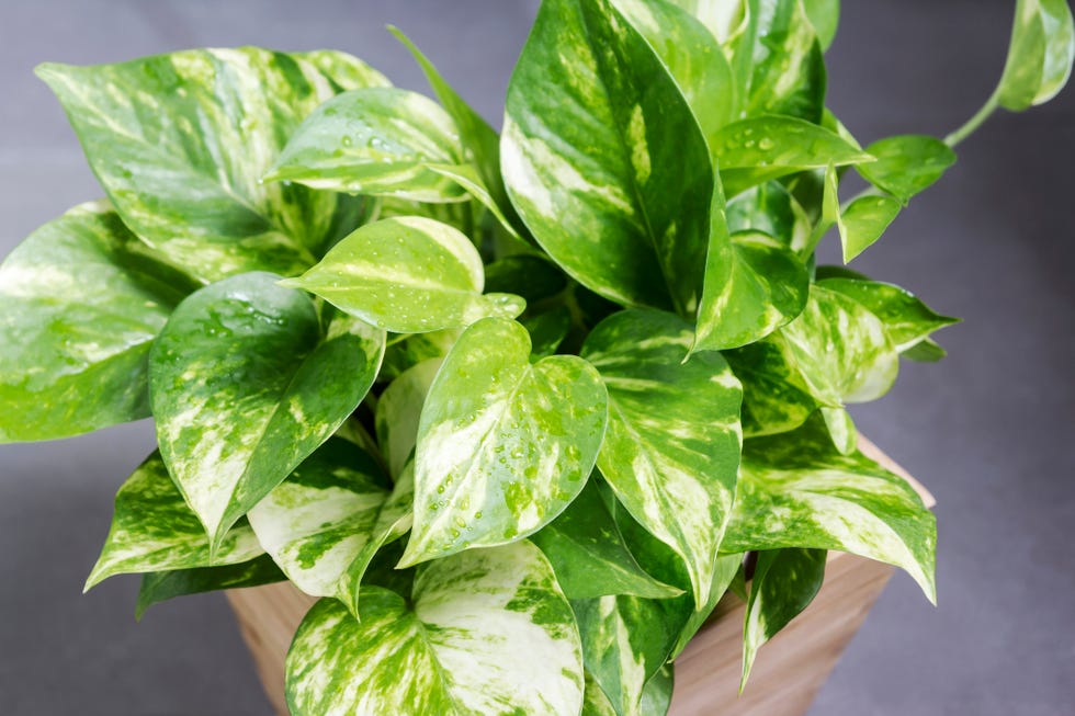 15 Best Kitchen Plants - Houseplants to Grow in Your Kitchen