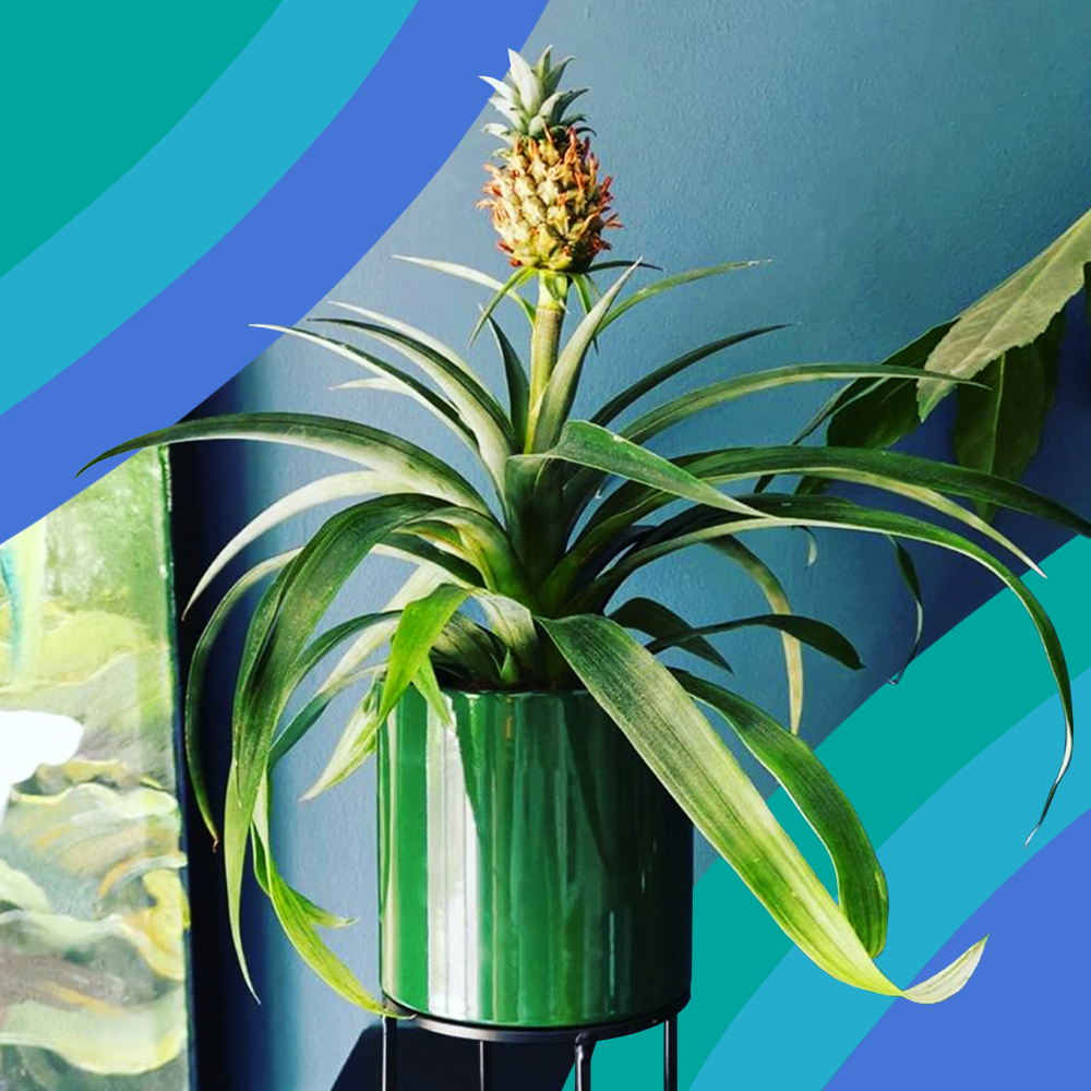 home depot pineapple plant
