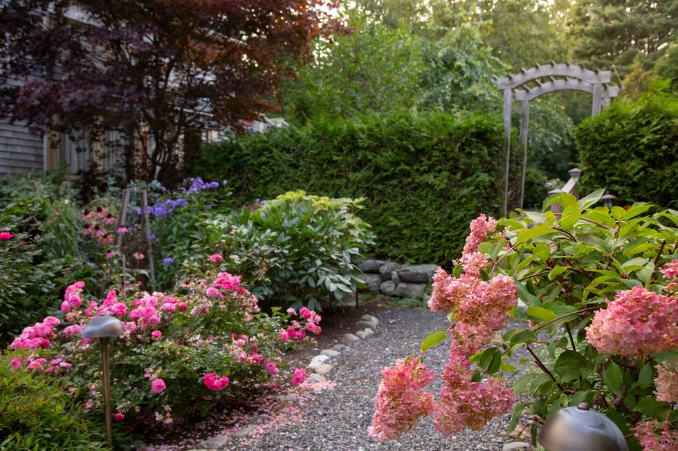 home garden pergola with hedges and hydrangea