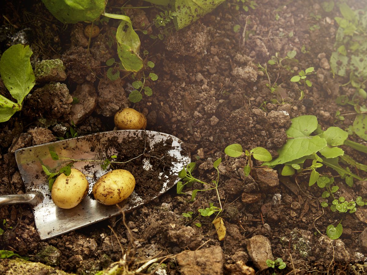 You Can Grow Your Own Vegetables with Potato Grow Bags Instead of