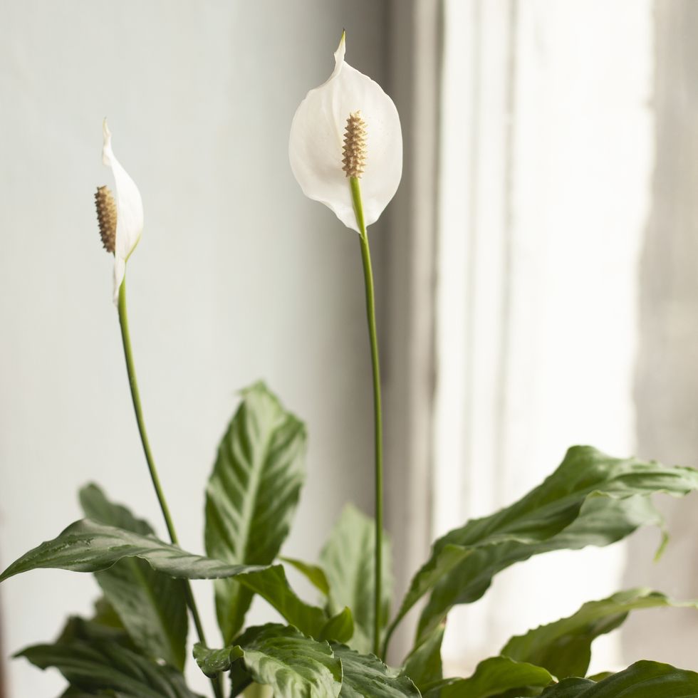 home house plant, flowering peace lily spathiphyllum on window sill at home for scent air purifying gardening