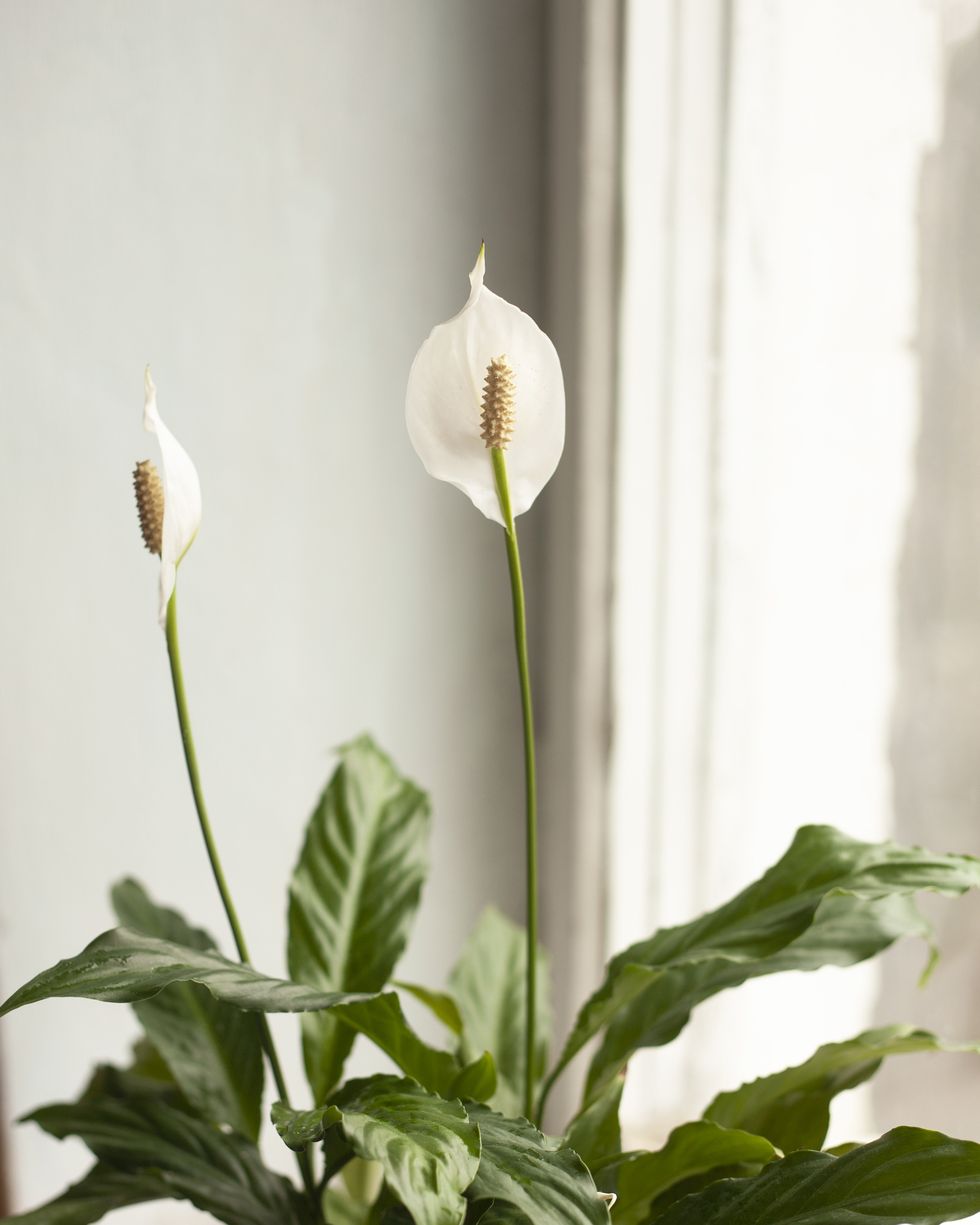 plants harmful to dogs peace lily