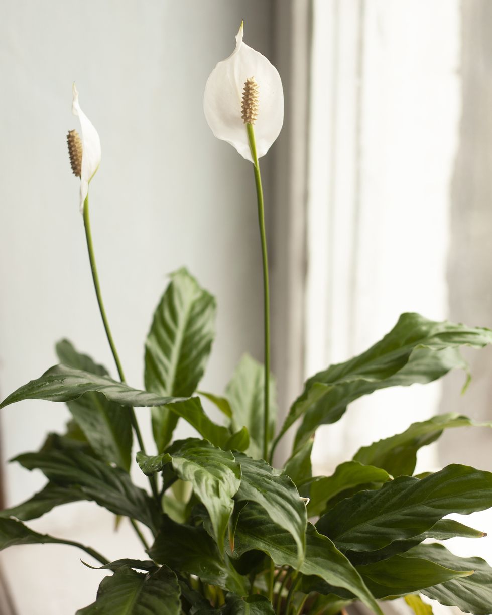 plants harmful to dogs peace lily