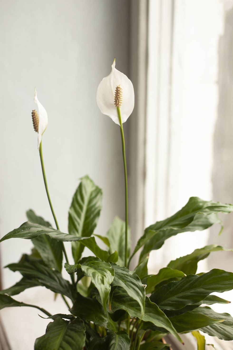 home plant, flowering peace lily or spathiphyllum on window sill at home