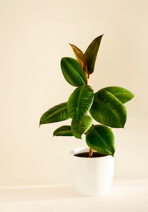 home plant in white flowerpot, young plant of ficus elastica plant on a light background