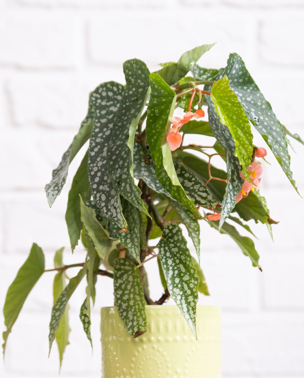 home potted plant begonia angel wings snowstorm polka dot leaves decorative deciduous in interior on table of house hobbies in growing, greenhome