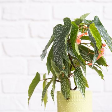 how to grow angel wing begonia
