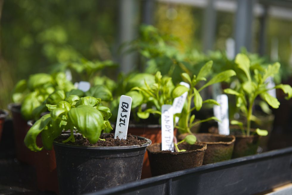 growing herbs: basil basil in pots