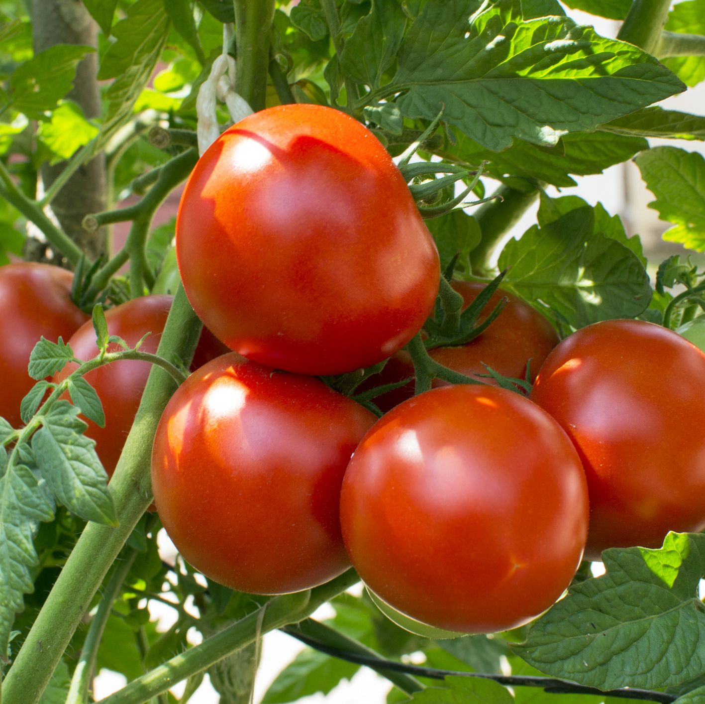 beautiful tomato garden