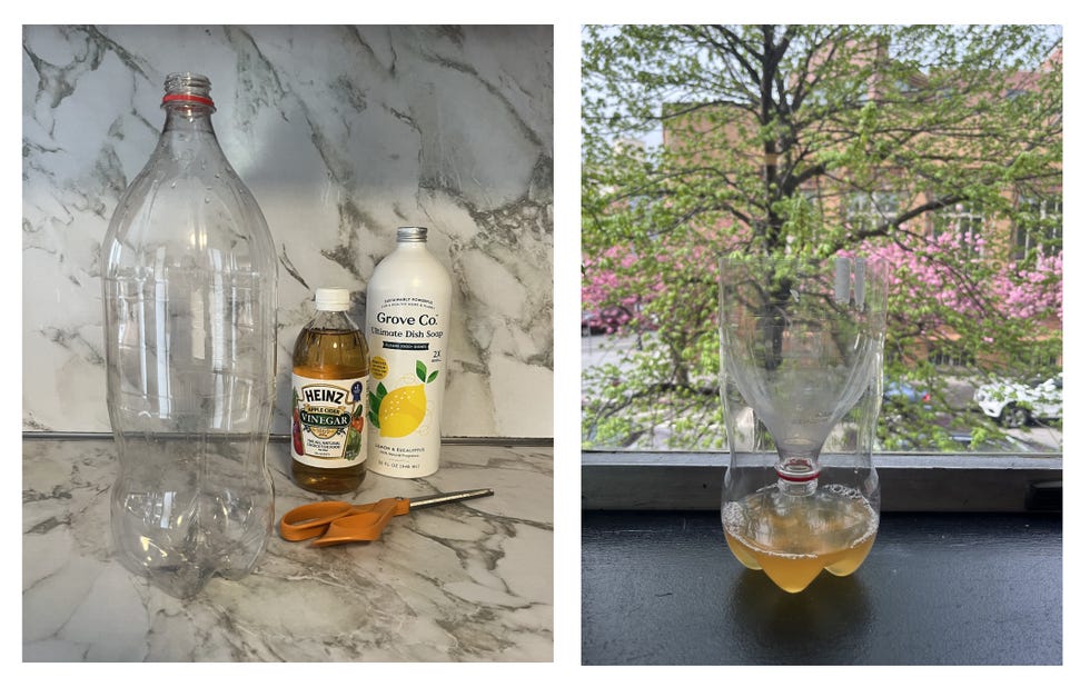homemade fly trap