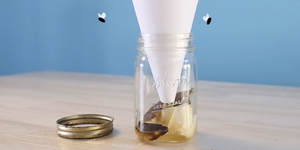 homemade fly trap, mason jar with bait inside and animated flies hovering above