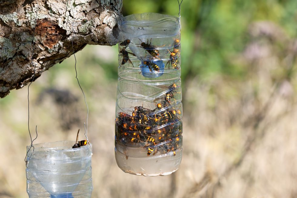 homemade traps to fight the invasion of the asian giant hornet in spain
