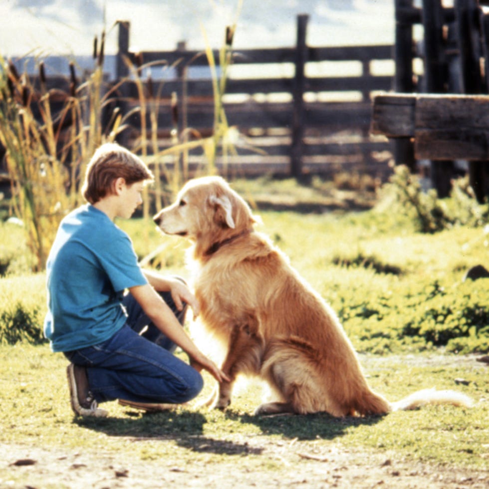best fall movies best fall movies