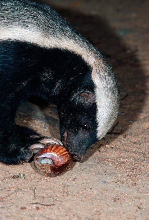 45 Coolest Animals: The Most Extreme Things Creatures Do To Survive 45 Coolest Animals: The Most Extreme Things Creatures Do To Survive