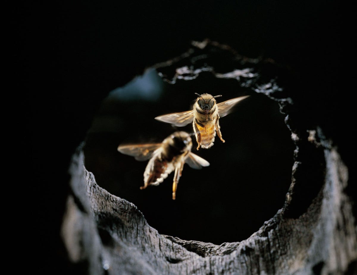 Aziatische honingbijen hebben tijdens hun evolutie meerdere tactieken ontwikkeld om aanvallen van reuzenhoornaars af te weren