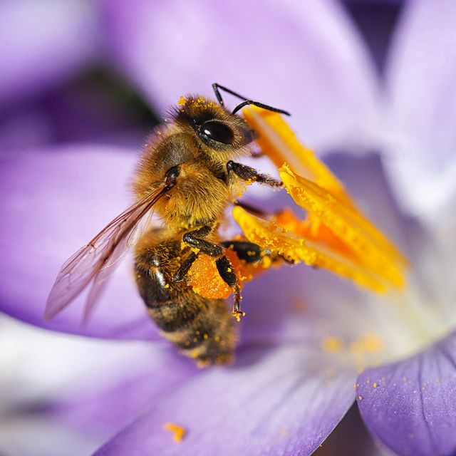 Bee Pollen Benefits