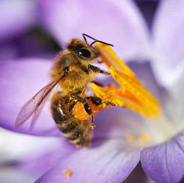 honey bee on a purple crocus
