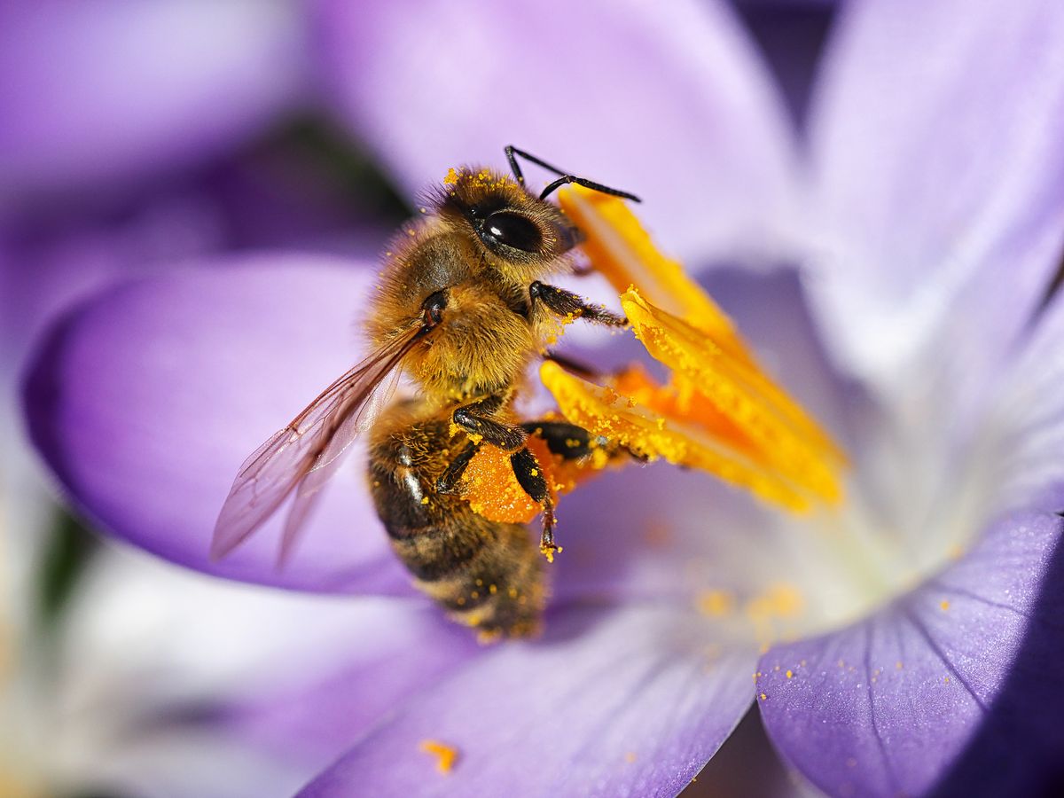 honey bee on a purple crocus