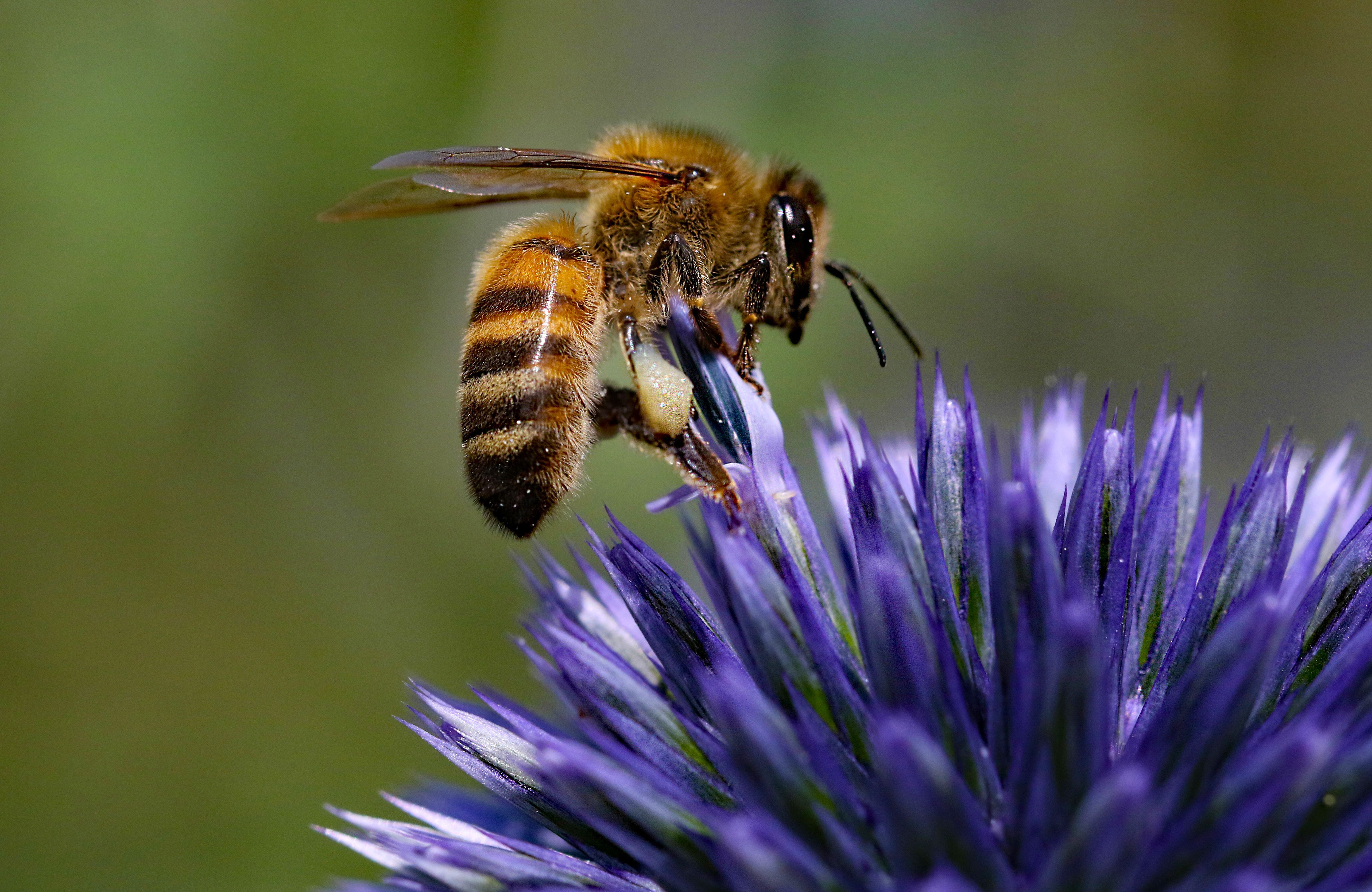 honey bee on echinop thistle